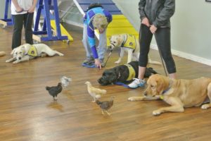 Comprehensive dog training To responsibly perform amidst full public access service dogs need to act with equanimity in any public, private, commercial, or residential environment.