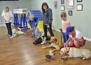 The CPT service dog program and the CCI Puppy Raiser Class includes conditioning drills to train the dogs to remain calm, composed, confident, and on-task regardless of the floor or ground substrate, vehicles, or objects present in the environment and regardless of whether the environment contains unfamiliar persons, dogs, cats, or wildlife- even chickens!
