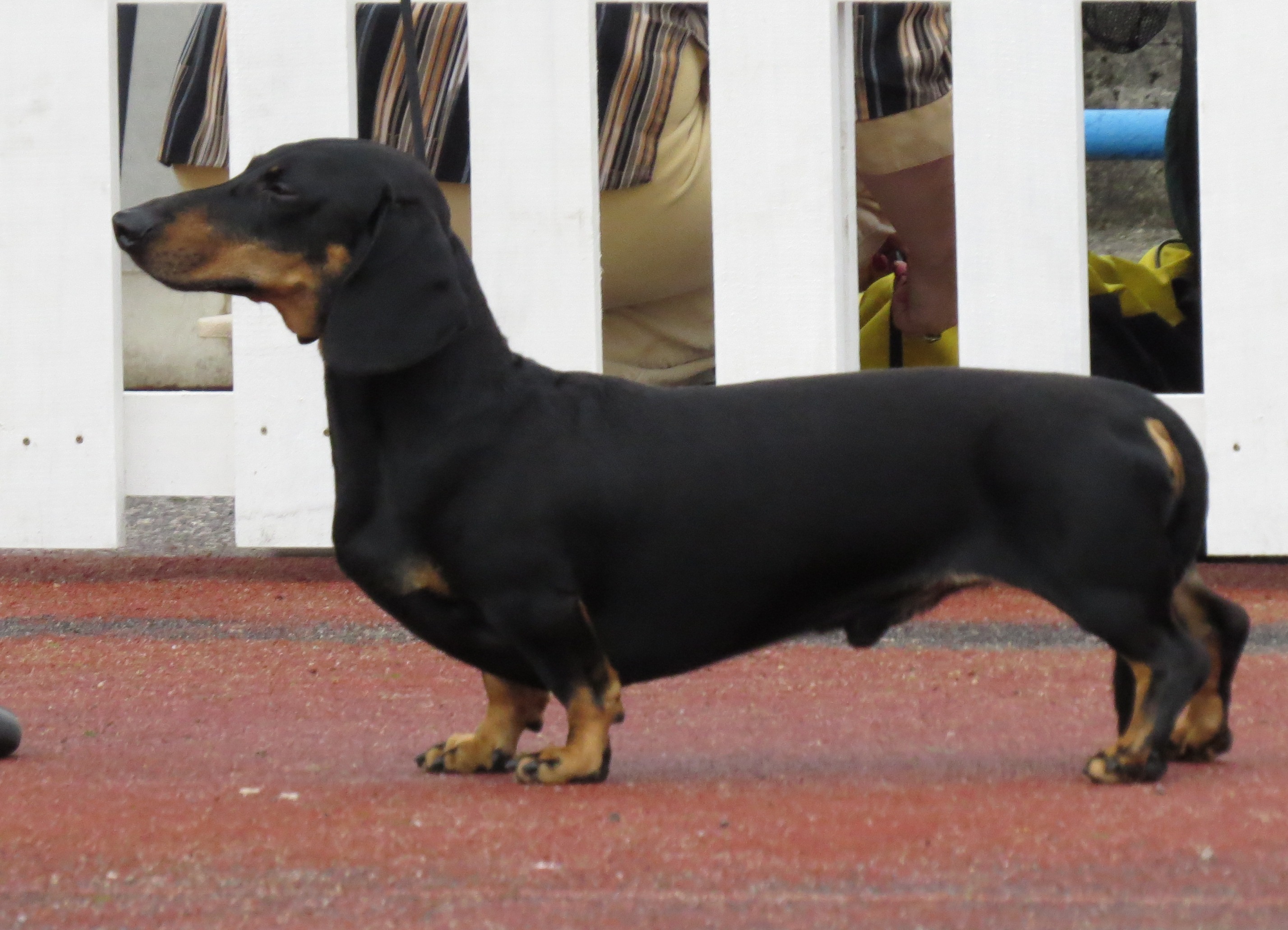 least aggressive breeds image gallery least aggressive breeds least aggressive breeds image gallery least aggressive breeds