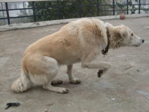Why purchase an anxious or aggressive dog when a friendly, confident dog will more easily and successfully integrate within your household?