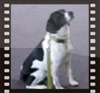 Patricia King- CPT Dog Trainer- Teaching Intermediate Class Patricia King- CPT Dog Trainer- Teaching Intermediate Class