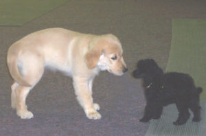 Puppy training classes Atlanta PuppyClass1