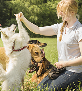 Contact CPT Dog Training