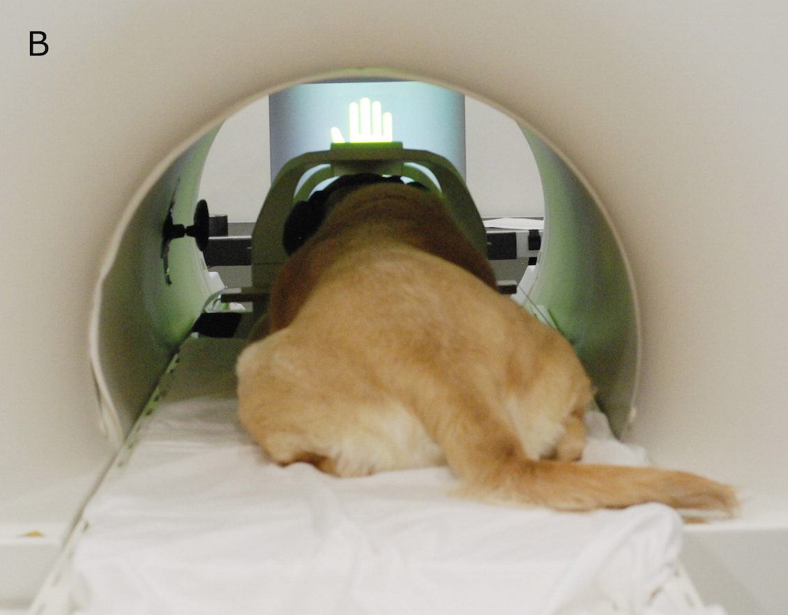 What Percentage Of Service Dogs Fail Training What Percentage Of Service Dogs Fail Training