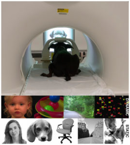 Canine FFA- DFA