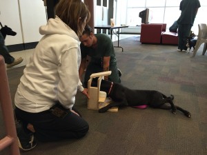 Society of Humane Friends volunteer Diana Delatour assists a prisoner in teaching Liz how to perform a down-stay inside a mock fMRI coil. Jaildogs