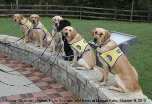 CPT Trainer Patricia King leads the CCI Puppy Raiser Class in an outdoor sit-stay at Morgan Falls Park.