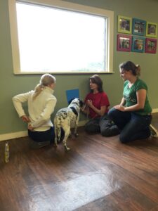 Project volunteer Diana Delatour teaches her dog, Truffles, the Stage One olfaction protocols. Dory, an Emory neuroscience student assists with the clicker, while Emory PhD candidate Ashley Prichard supervises.