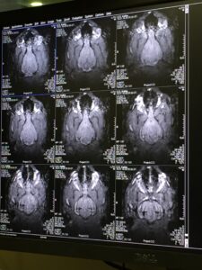 canine fMRI- Functional MRI images of Kalita, one of the dogs scanned by Dog Star Technologies during the January 2016 visit to UC Berkeley.